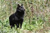 SCHIPPERKE 267